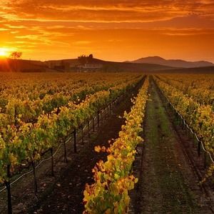 Meet your Posher, Tom